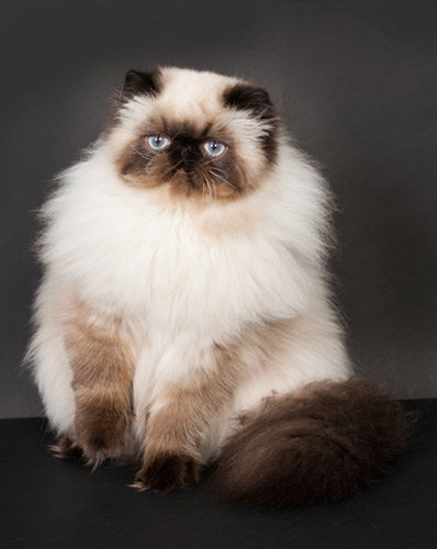 chat persan Haute-Savoie Maison Tricorne