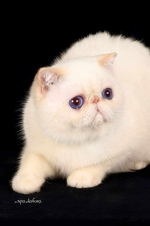 Eros exotic shorthair