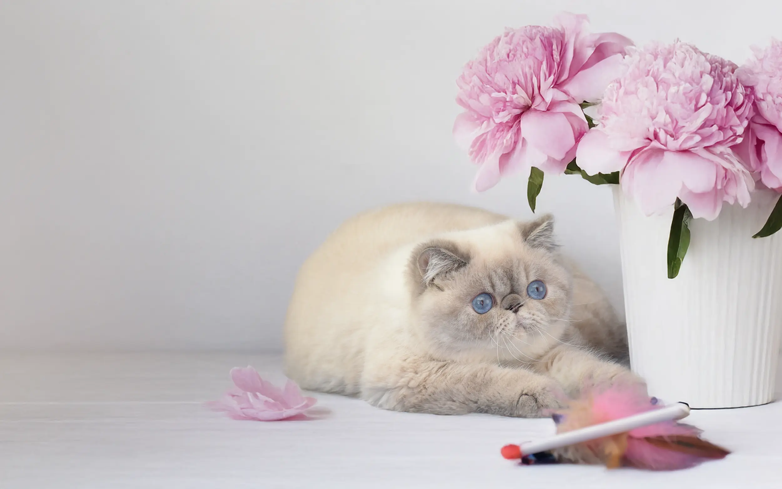 Persans Maison Tricorne