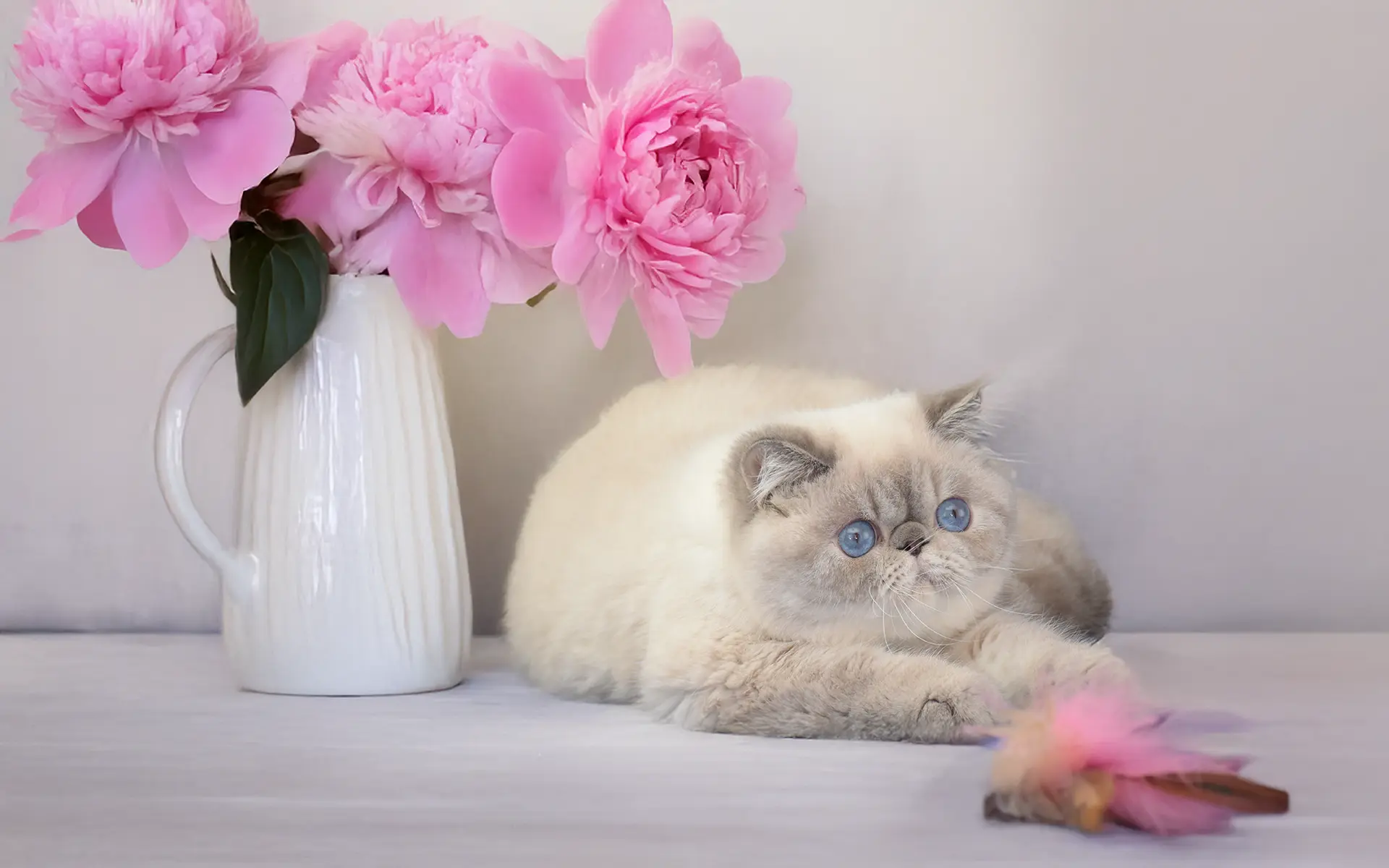 Persans et exotics Maison Tricorne