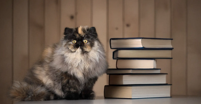 Informations légales