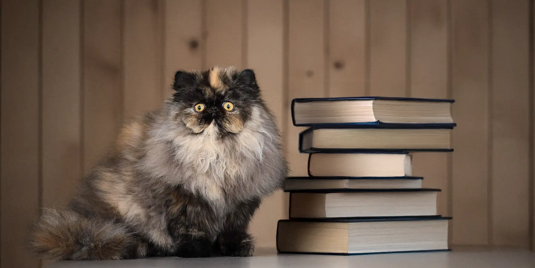 Persans Maison Tricorne