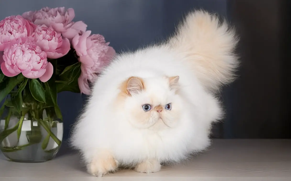 Persans_haute-savoie