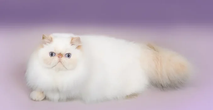 Un toilettage simplifié