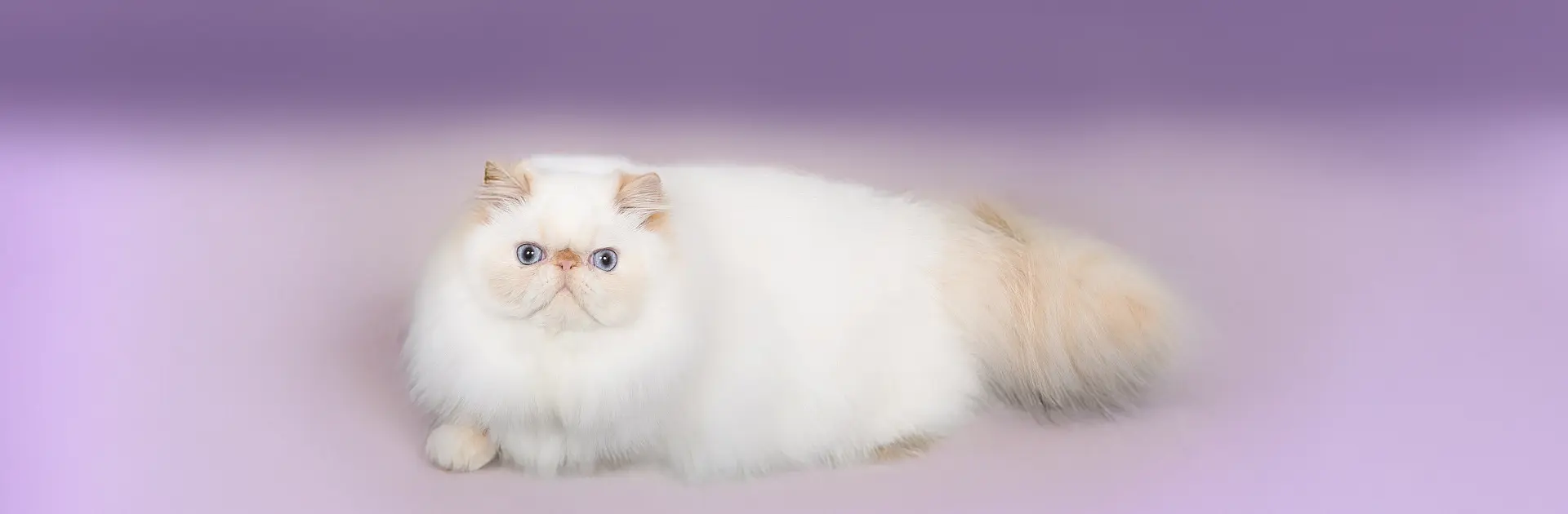 Persans Maison Tricorne