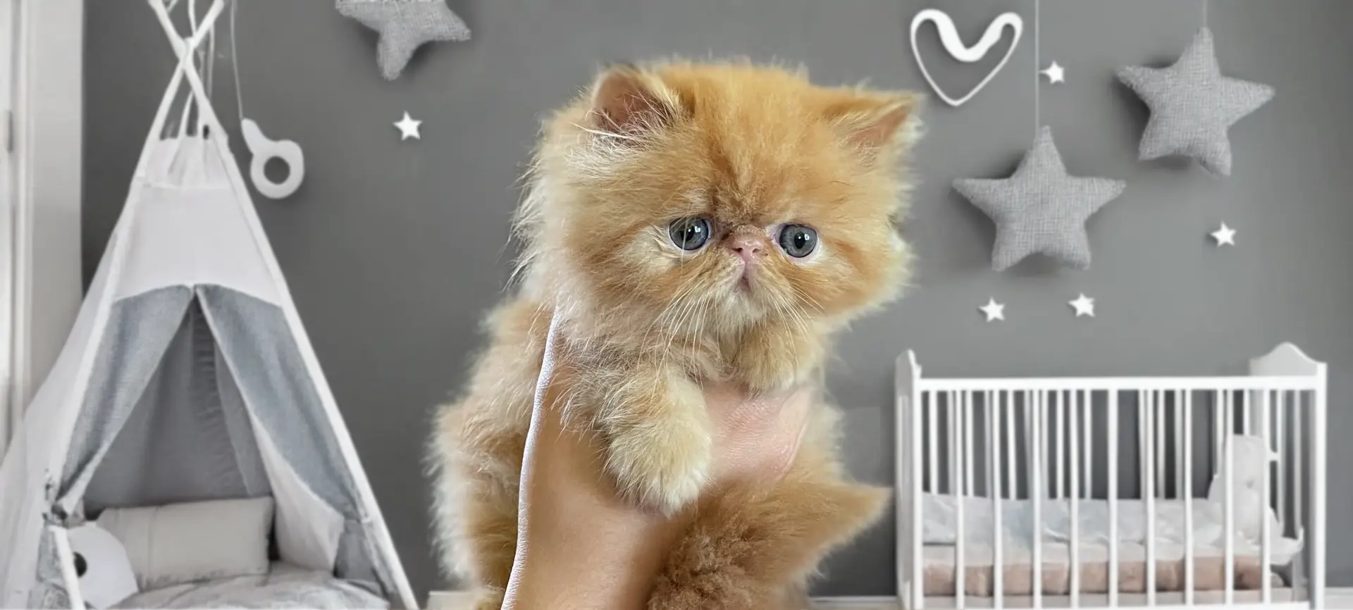 Persans Maison Tricorne