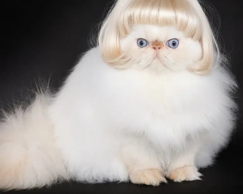 Le toilettage du persan