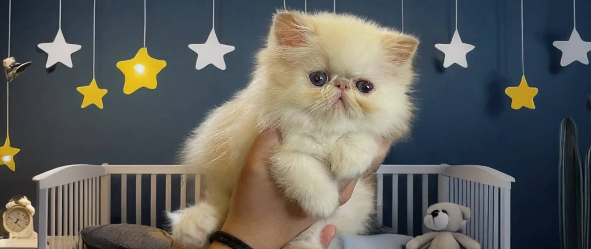 Persans Maison Tricorne