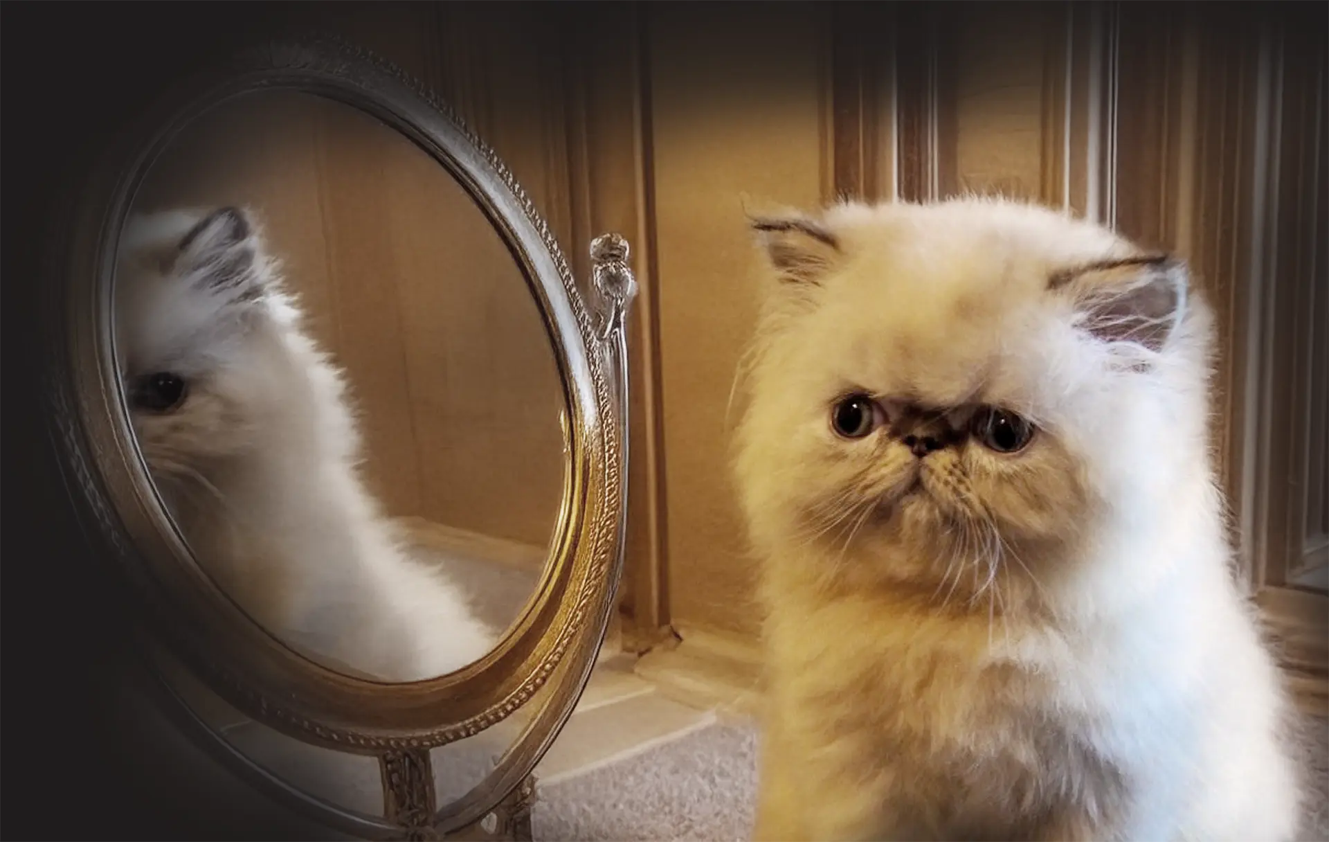 Persans et exotics Maison Tricorne