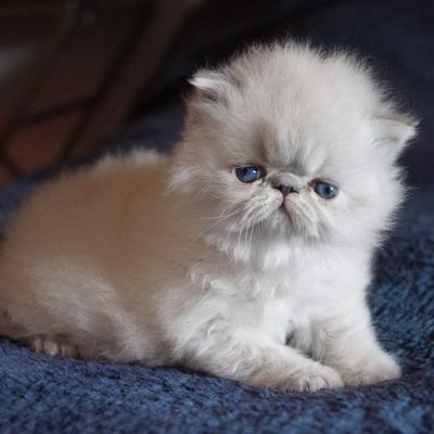 Chaton persan colourpoint à vendre