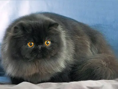 chat persan massif, bréviligne, nez court