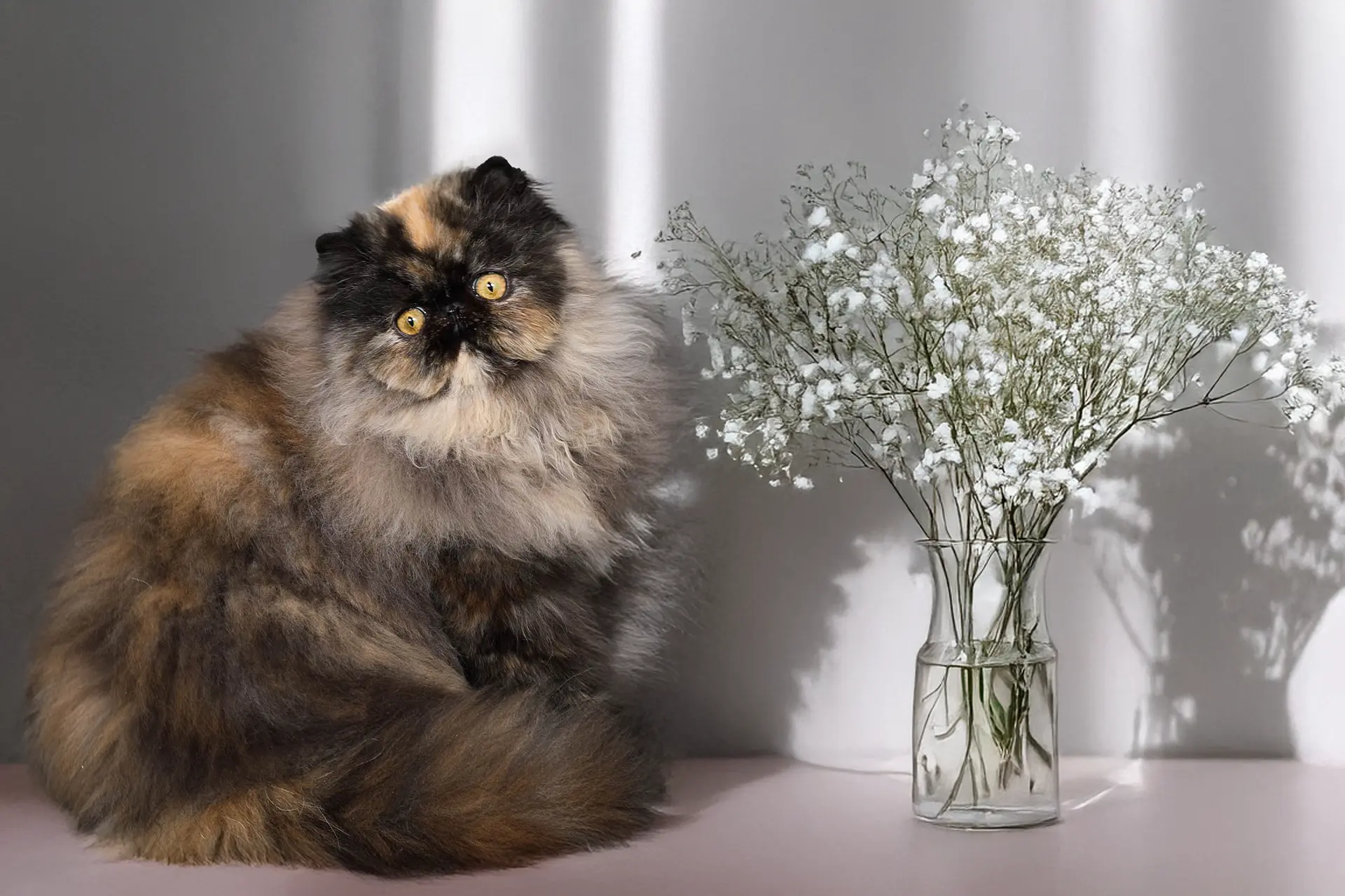 persan_maison-tricorne