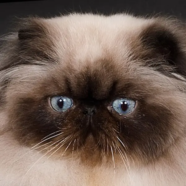 persan seal point Haute-Savoie