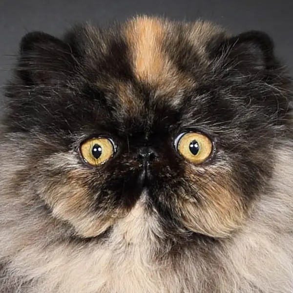 persans de Maison-Tricorne, chatterie professionnelle en haute-savoie