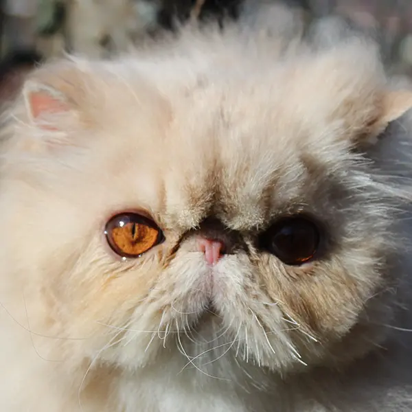 chaton exotic à vendre en Haute-Savoie