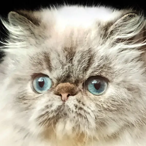 acheter chaton persan colourpoint