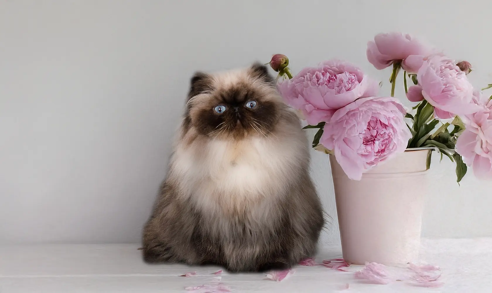 WordPress Responsive Slider