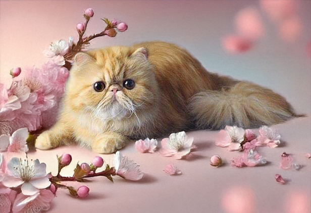 élevage professionnel maison-Tricorne Cluses Maison Tricorne est un petit élevage familial de chats persans himalayens ou colourpoint, et chatons exotics en Haute-Savoie : chaton persan et exotic