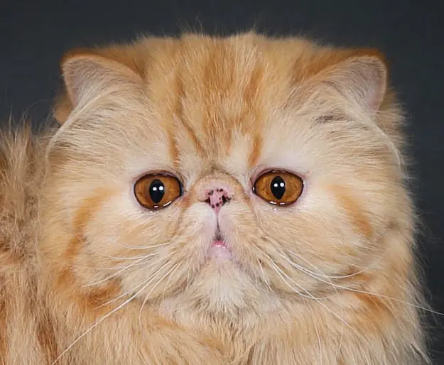 vente de chatons exotics