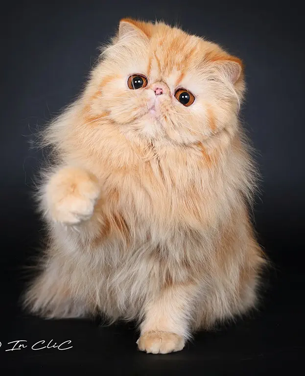 1Zorette_elavage_persan_haute-savoie