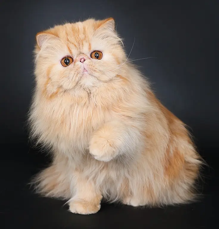 2maison-tricorne-zorette