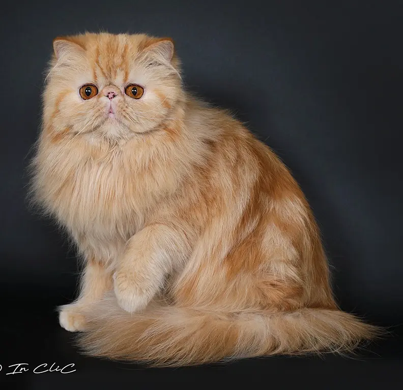 6zorette_maison-tricorne_persans-exotics