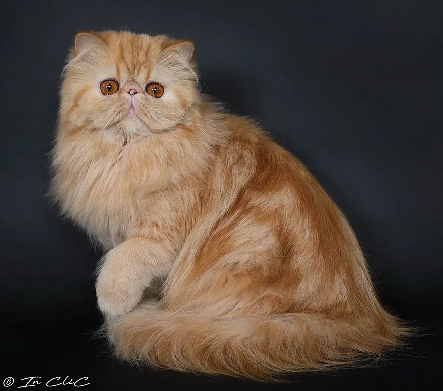 8zorette_maison-tricorne_chatons-exotics