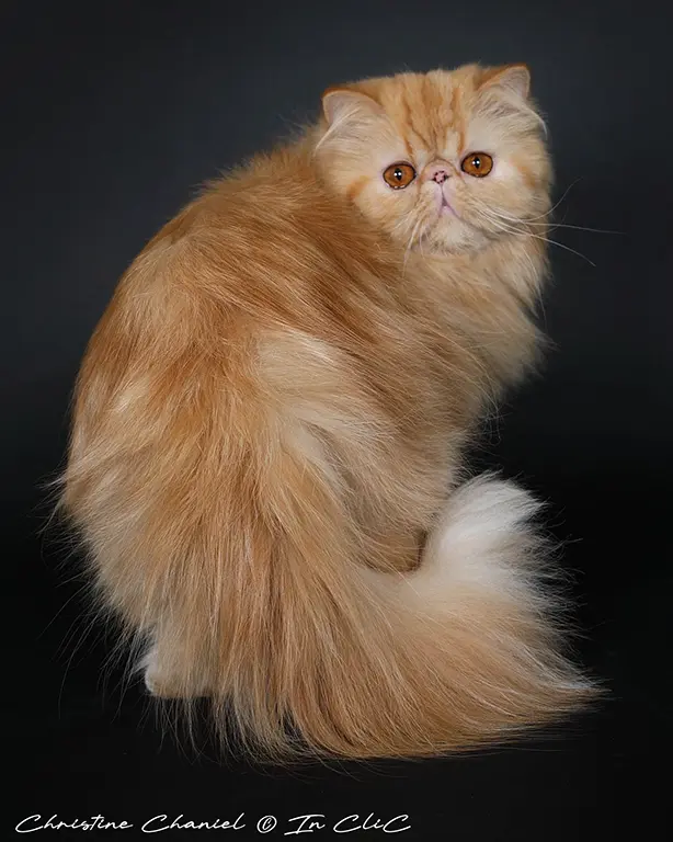 9Zorette_chats-persans-maison-tricorne