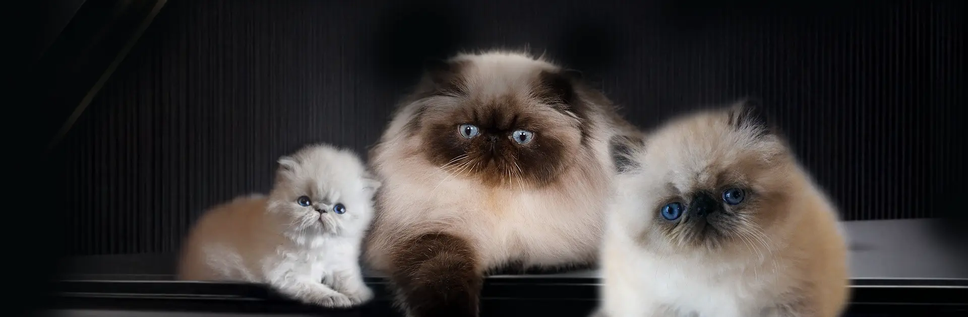 Persans et exotics Maison Tricorne