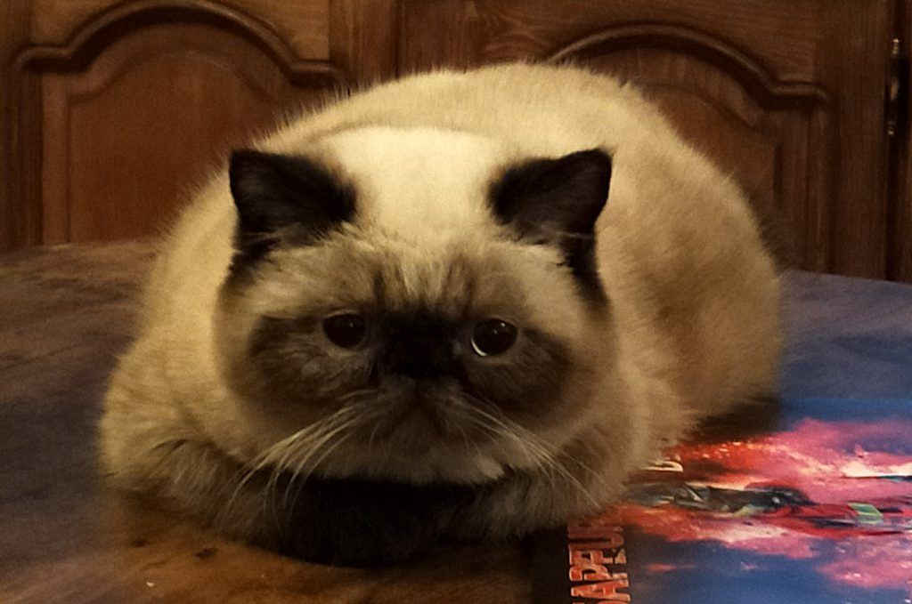 chat exotic colourpoint 