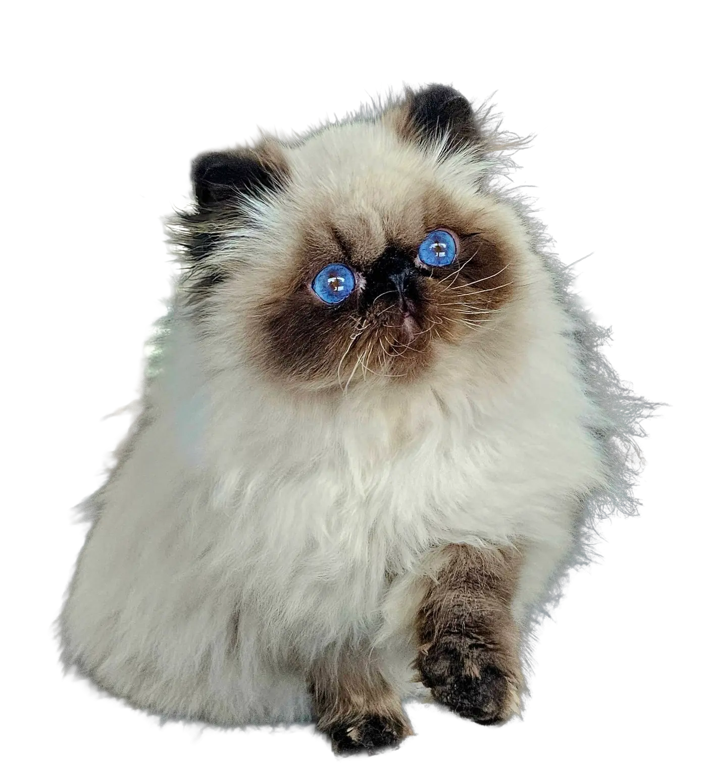 Chaton persan seal point à vendre en haute-savoie