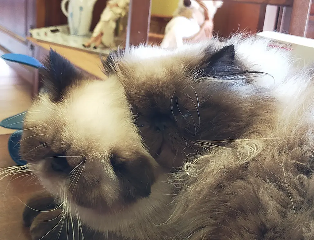 mère et fils : chats persans exotic shorthair colourpoint