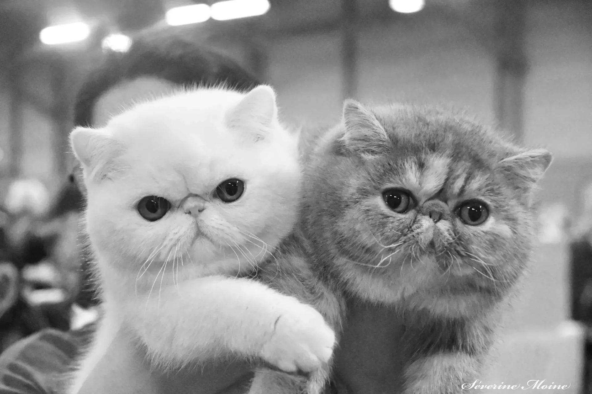 exotic shorthair avec petites oreilles bien espacées