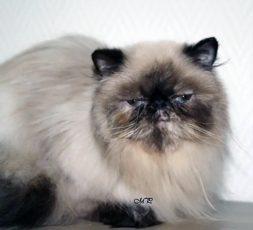 femelle_persan_zelda_tricorne