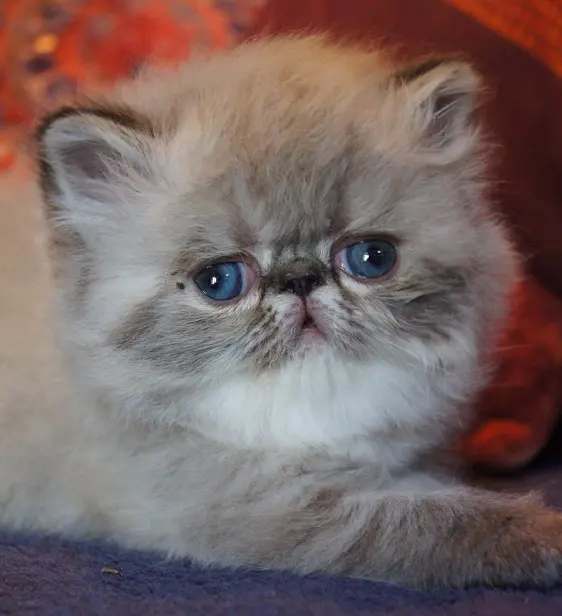 persan_tricorne (11)