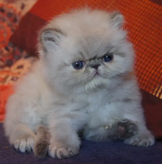 persan_tricorne (12)