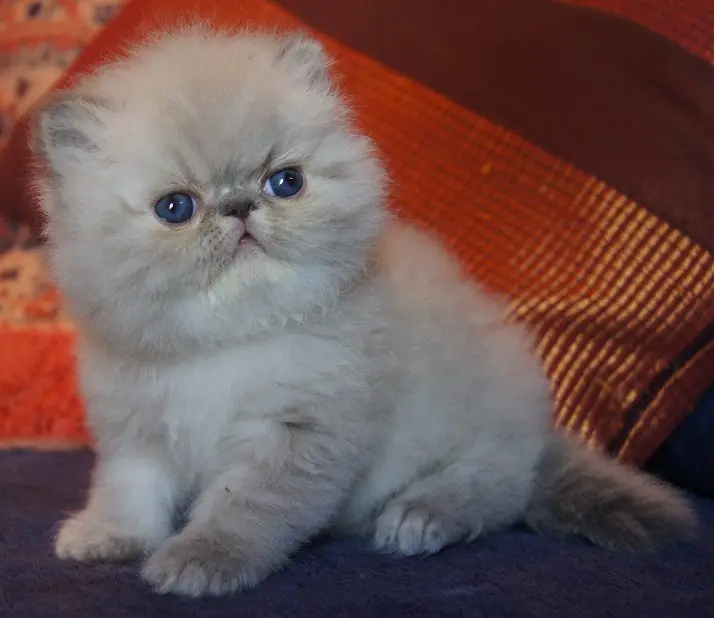 persan_tricorne (13)