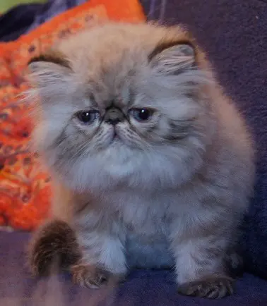 persan_tricorne (14)