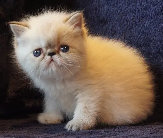 persan_tricorne (16)