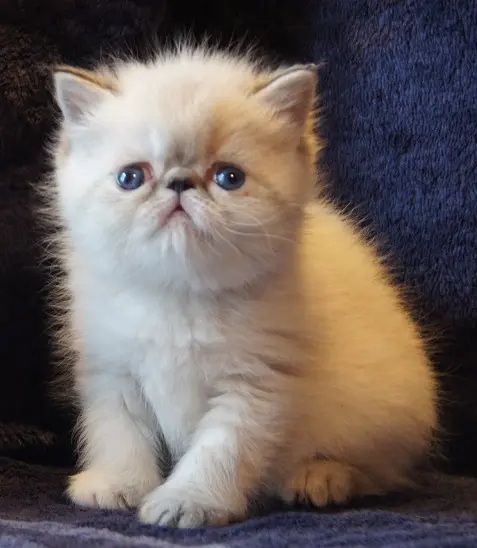 persan_tricorne (18)