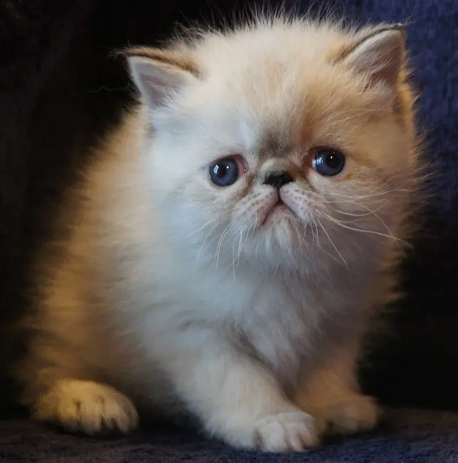 persan_tricorne (20)