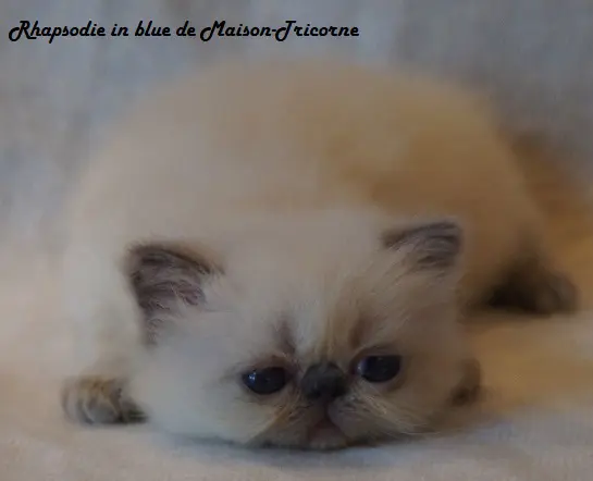 persan_tricorne (22)