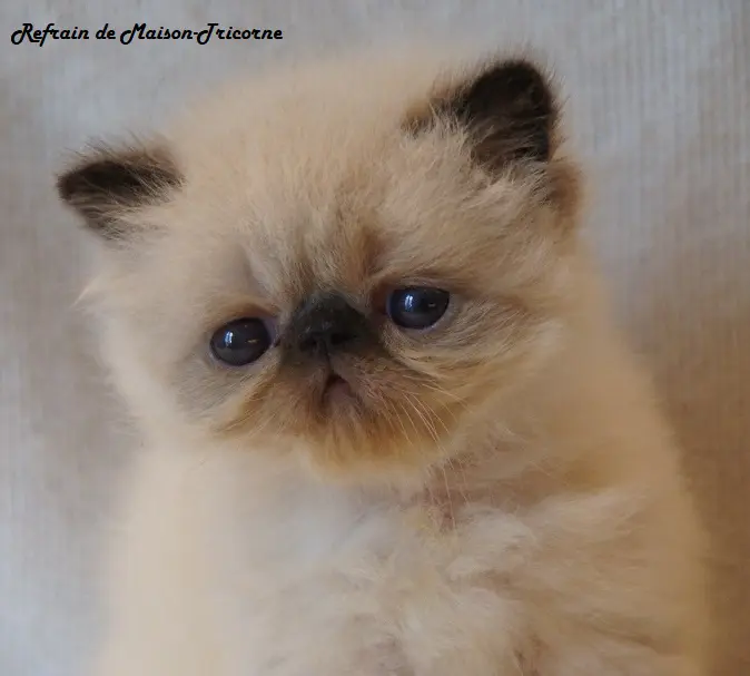 persan_tricorne (24)