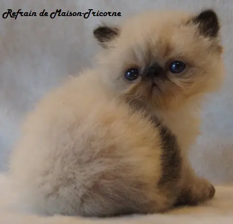 persan_tricorne (26)