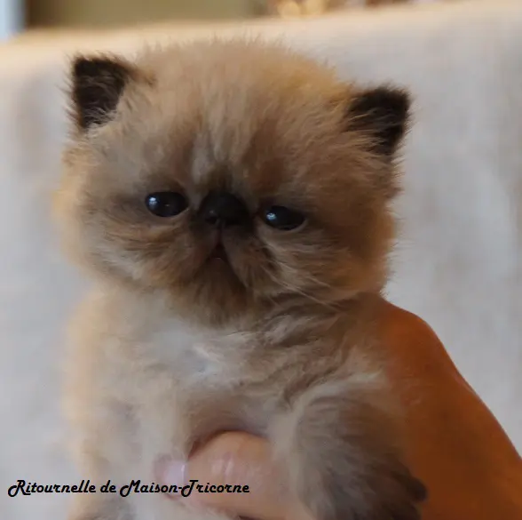 persan_tricorne (27)