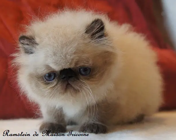 persan_tricorne (28)