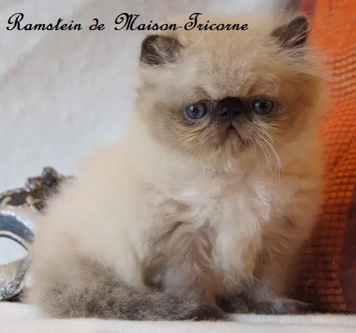 persan_tricorne (29)