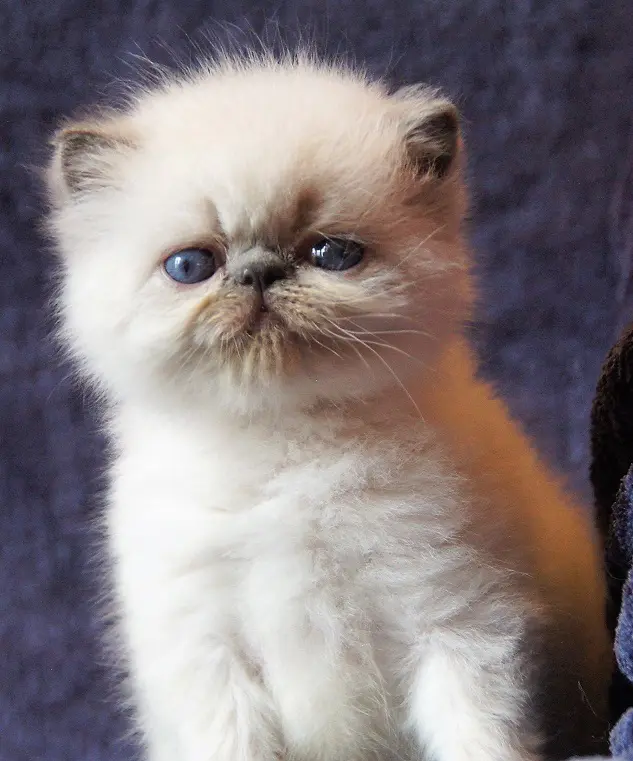 persan_tricorne (31)