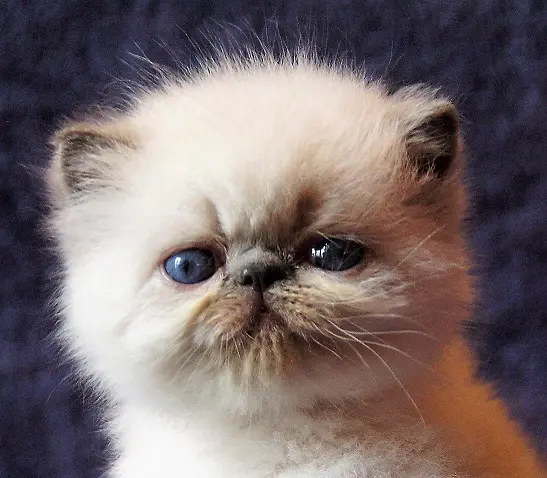 persan_tricorne (32)