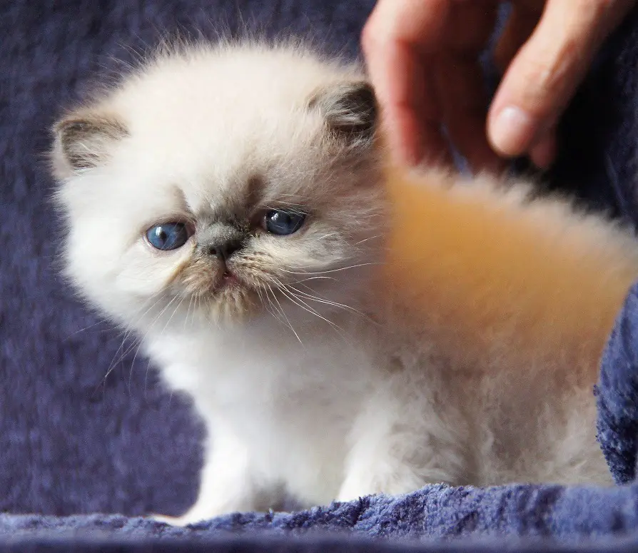 persan_tricorne (33)